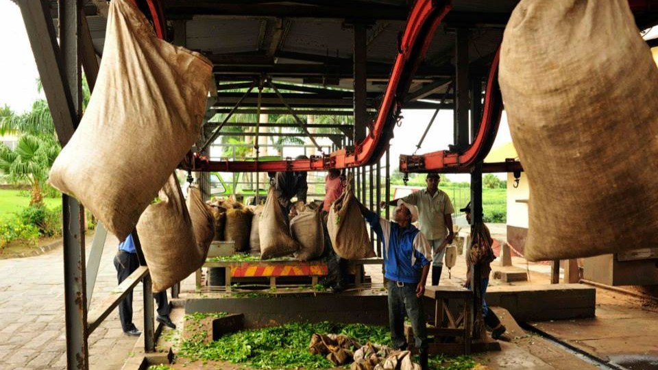Tea in Mauritius: From the Fields to the Cup Tea in Mauritius: From the Fields to the Cup