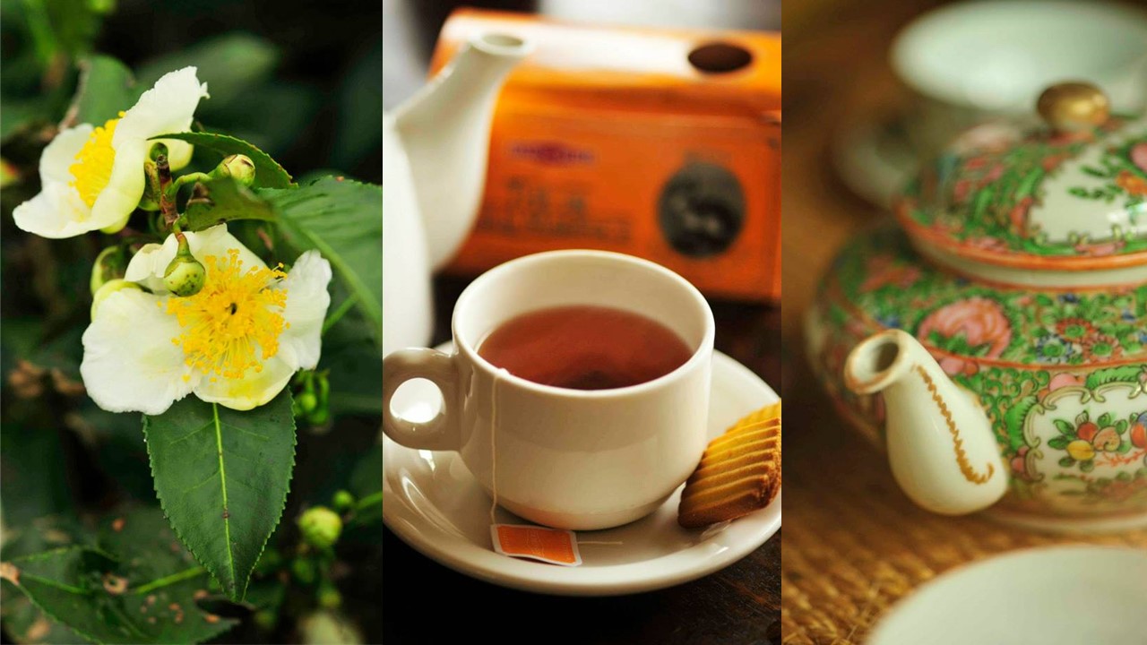 Tea in Mauritius: From the Fields to the Cup Tea in Mauritius: From the Fields to the Cup